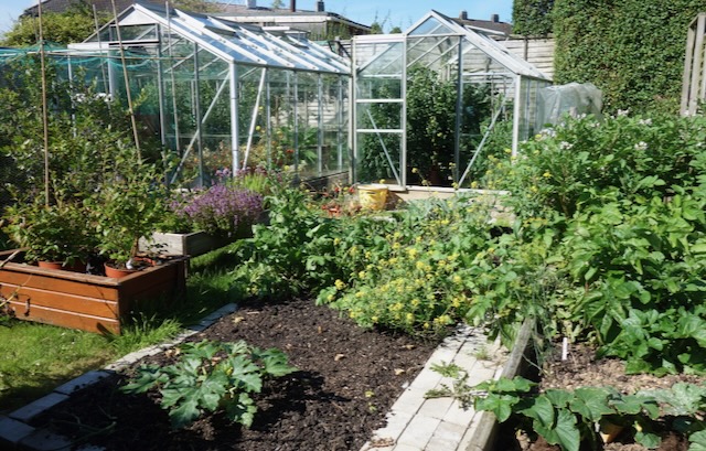 Summer vegetables filling the raised beds beside the greenhouse