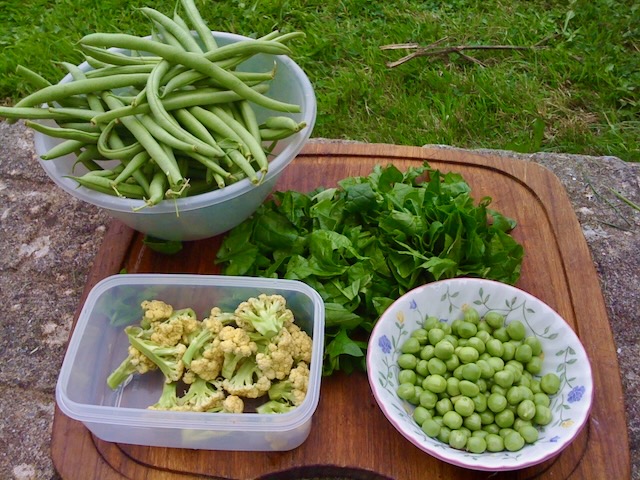 Freshly picked beans, peas, cauliflower and leafy greens